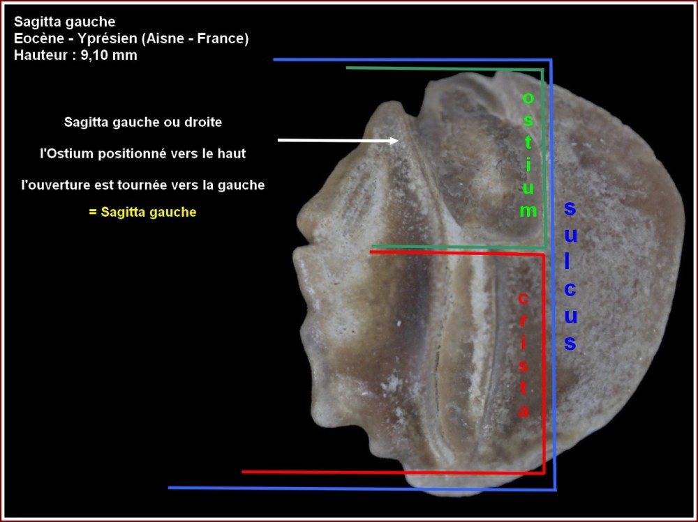 schema_otolithe.jpg