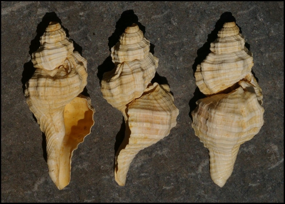 RanulariaMulticostata [comp1200].jpg