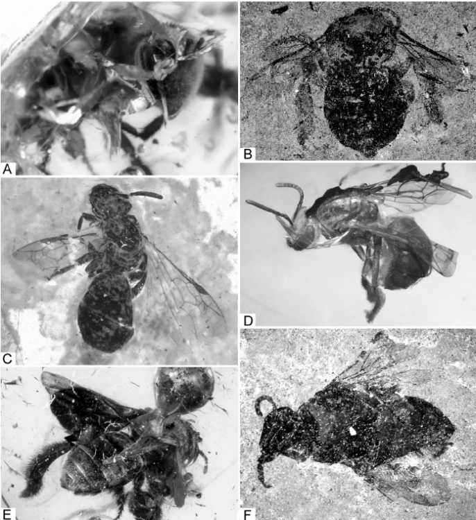 Representative-fossil-bees-A-Cretotrigona-prisca-New-Jersey-amber-USA-late.png