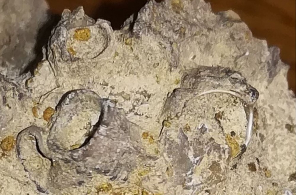 Serpules.thumb.JPG.5789af4a78429ce32c5381665ad0102b.JPG
