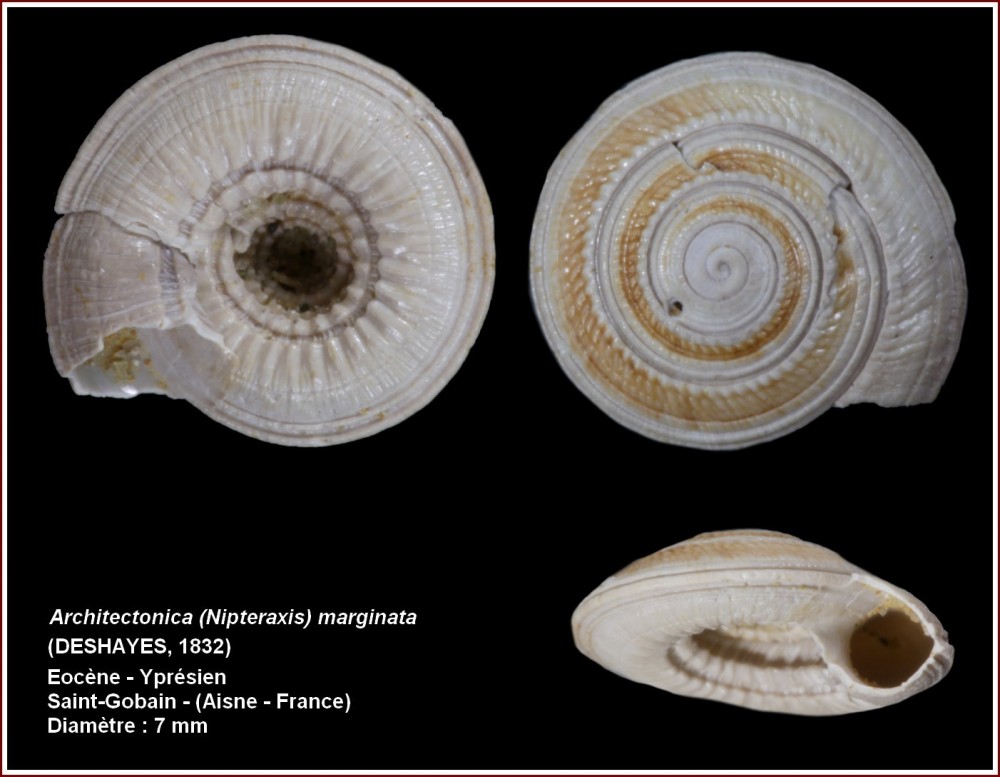 pl_architectonia_marginata_stg.jpg