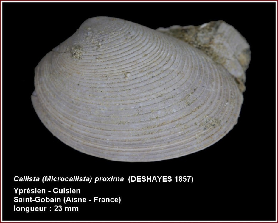 pl_bivalve_strie.jpg