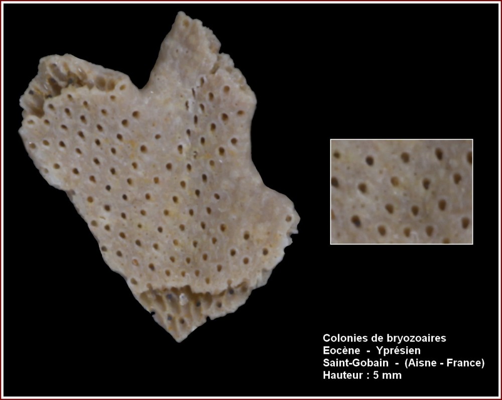 pl_bryozoaire_stg2.jpg