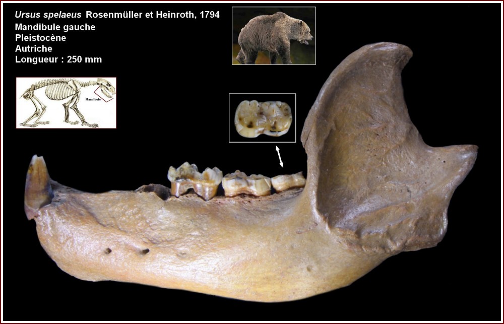 pl_mandibule_ursus1.jpg