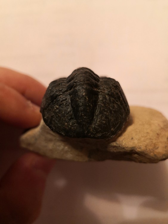 trilobite (Maroc-Erfoud) (4).jpg