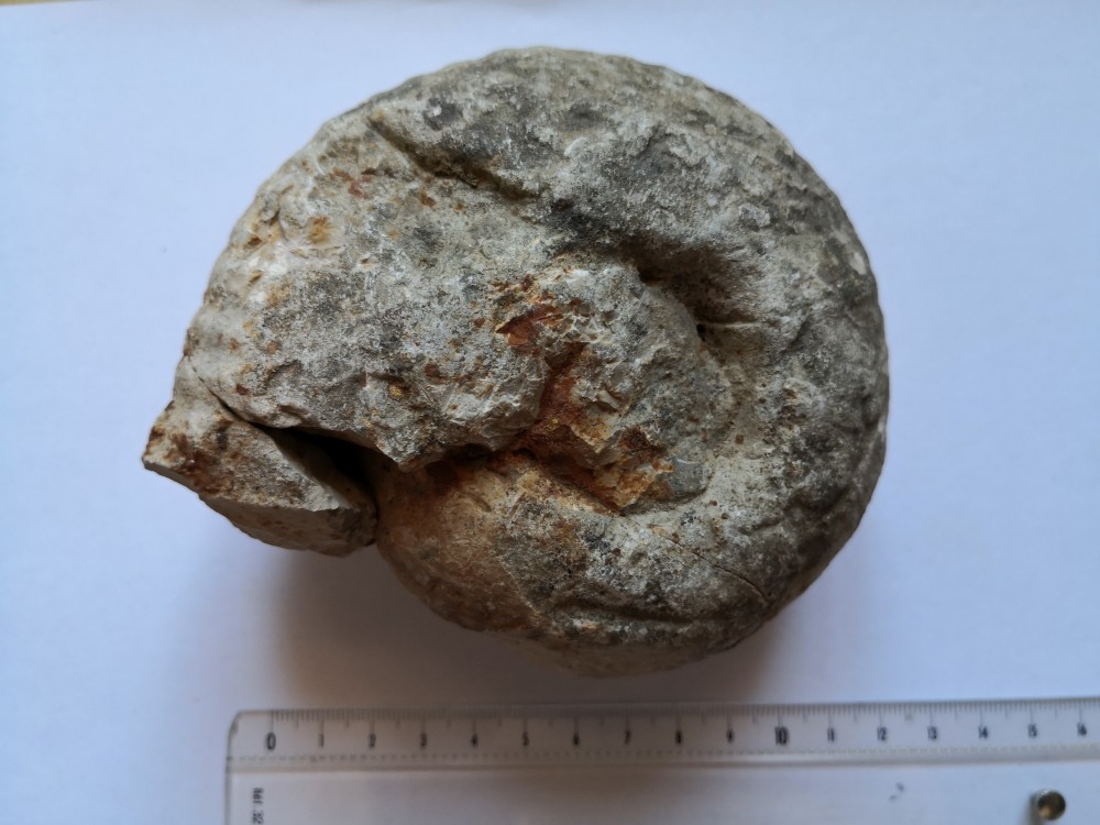 ammonite (14).jpg