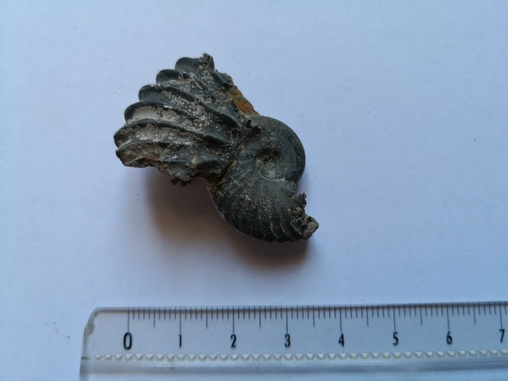 ammonite (7).jpg