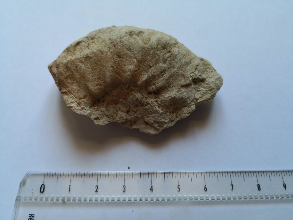 ammonite (4).jpg