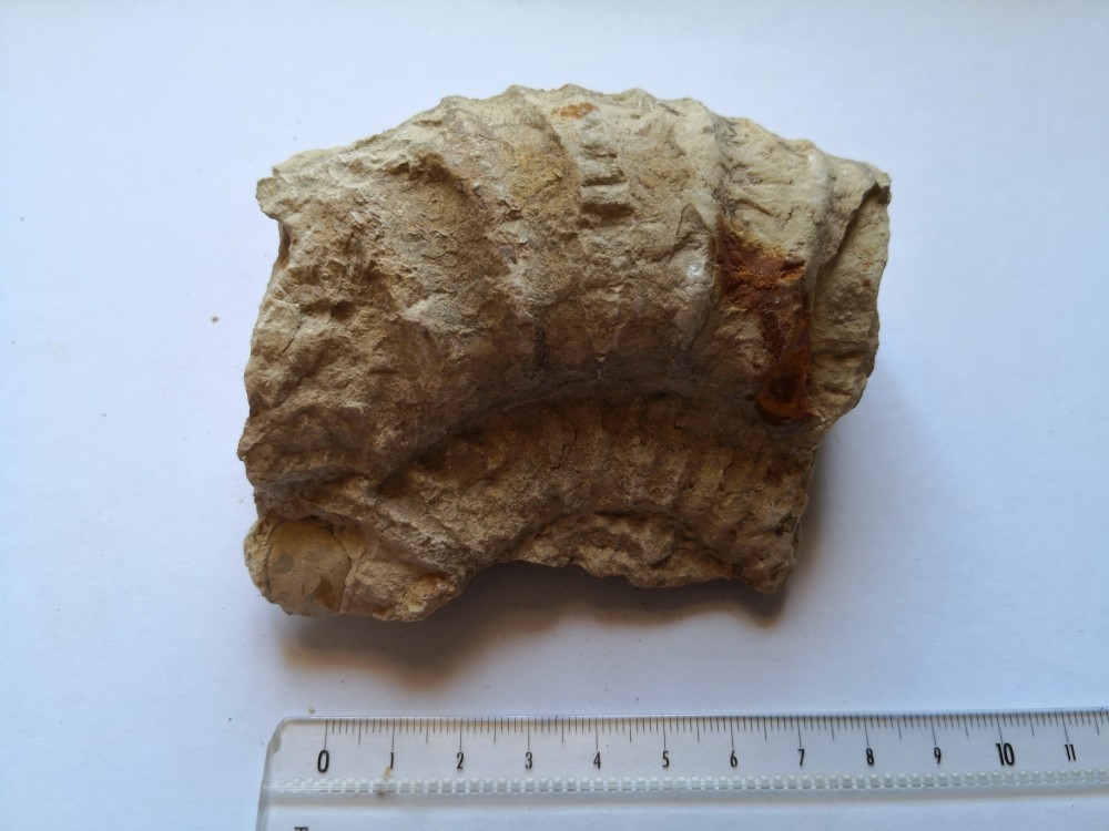 ammonite (19).jpg