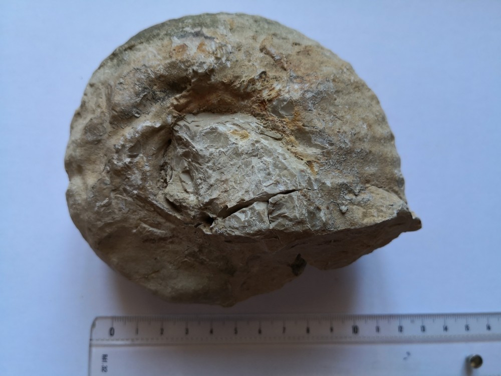 ammonite (15).jpg