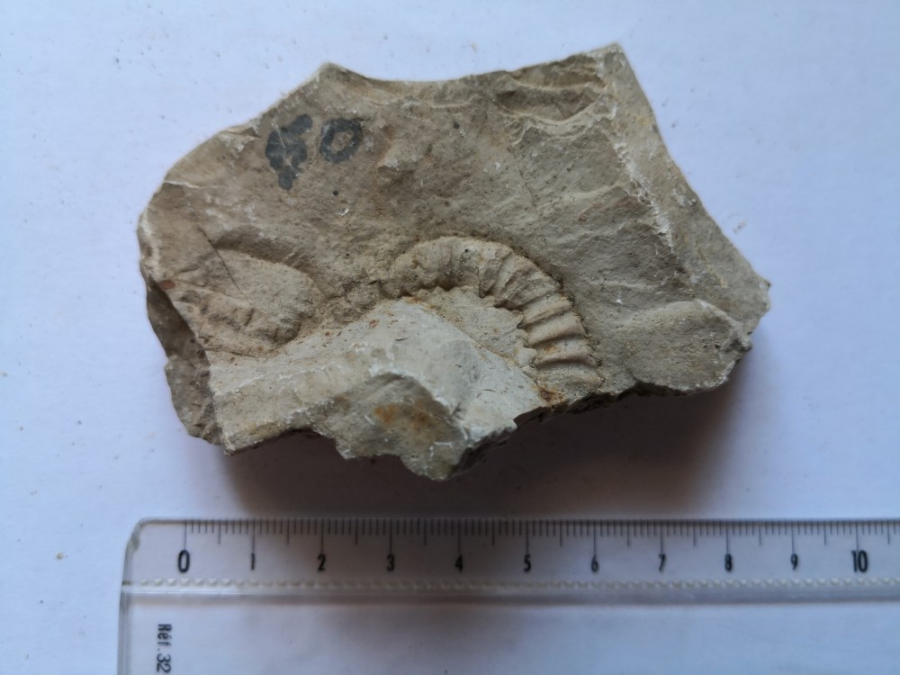 ammonite (21).jpg