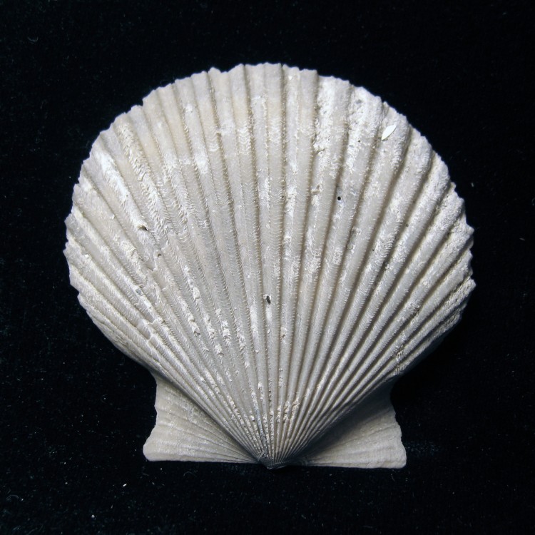 1829236432_Pecten_Plagioctenium_subventricosus_SR_02-272_B_011.thumb.jpg.7d001cfb1bf04e1a2a814473c1d7c09a.jpg