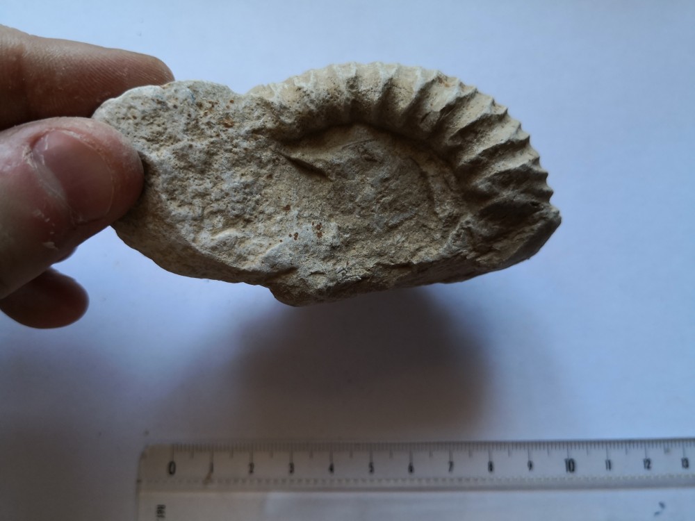 ammonite (18).jpg