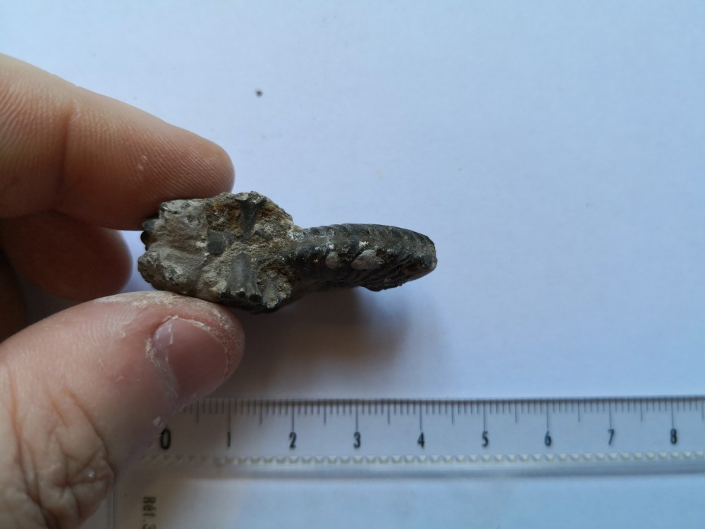 ammonite (9).jpg