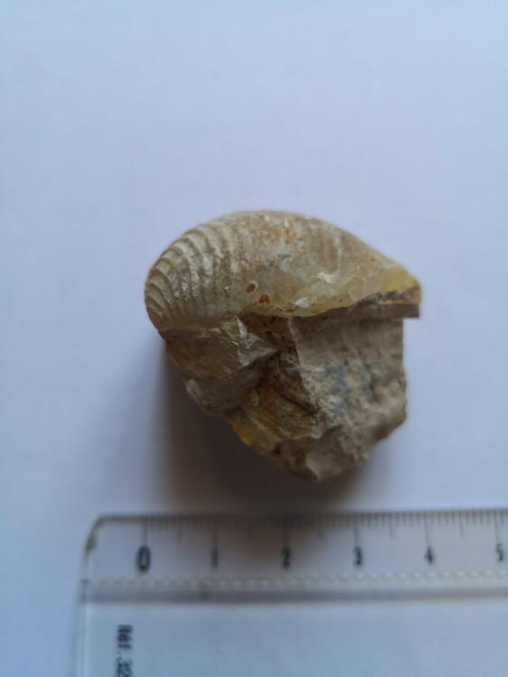 bivalve (39).jpg