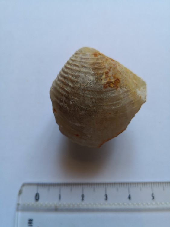 bivalve (37).jpg