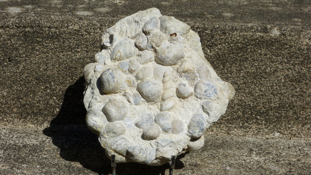 Calcaire à fossiles.JPG