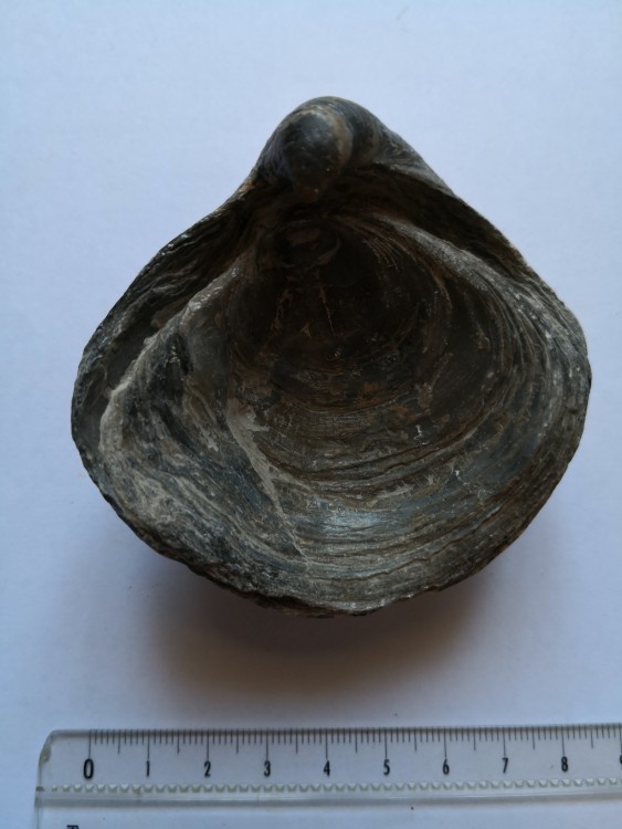 bivalve (49).jpg