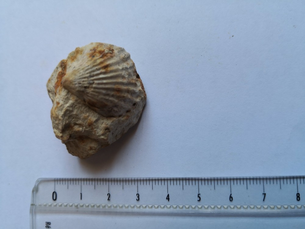 bivalve (13).jpg