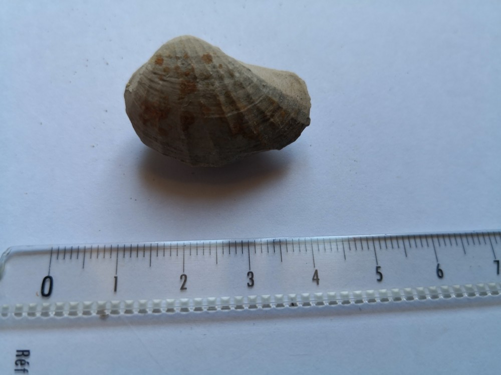 bivalve (25).jpg