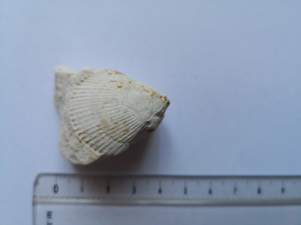 bivalve (1).jpg