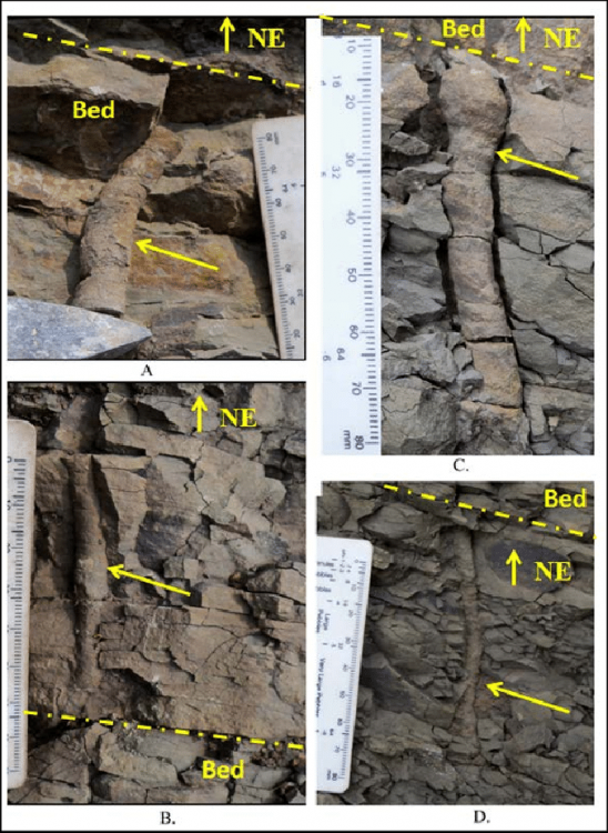 A-B-Skolithos-linearis-C-Skolithos-bulbus-D-Skolithos-annulatus-from-the-Subathu.thumb.png.85d41a690744e91344dfd5e03d6e3d2b.png