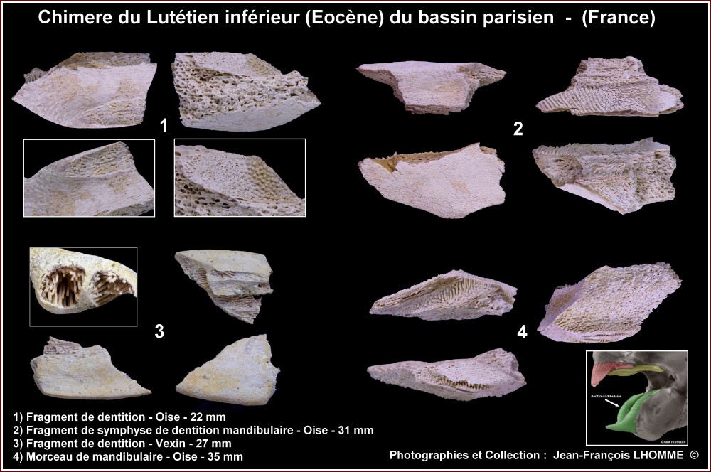 pl_chimeriformes_eocene_bp.jpg