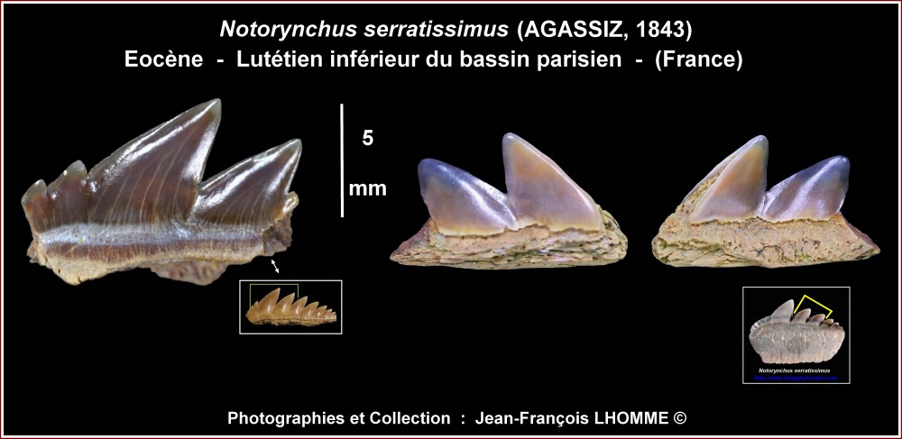 pl_hexanchifromes_eocene_bp2.jpg