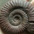 Ammonite12500