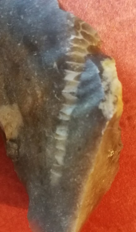 Fossile dans Silex.