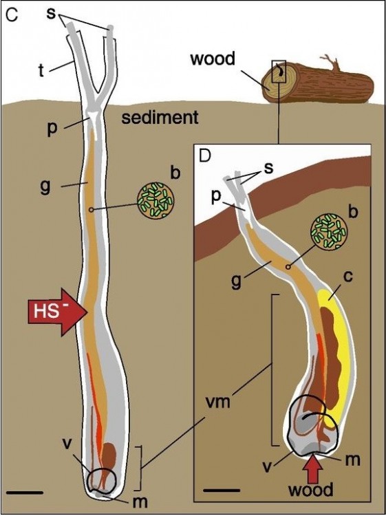 Verme-schema.jpg