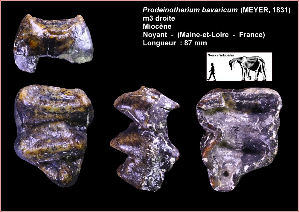 pl_m3_deinotherium_noyant.jpg