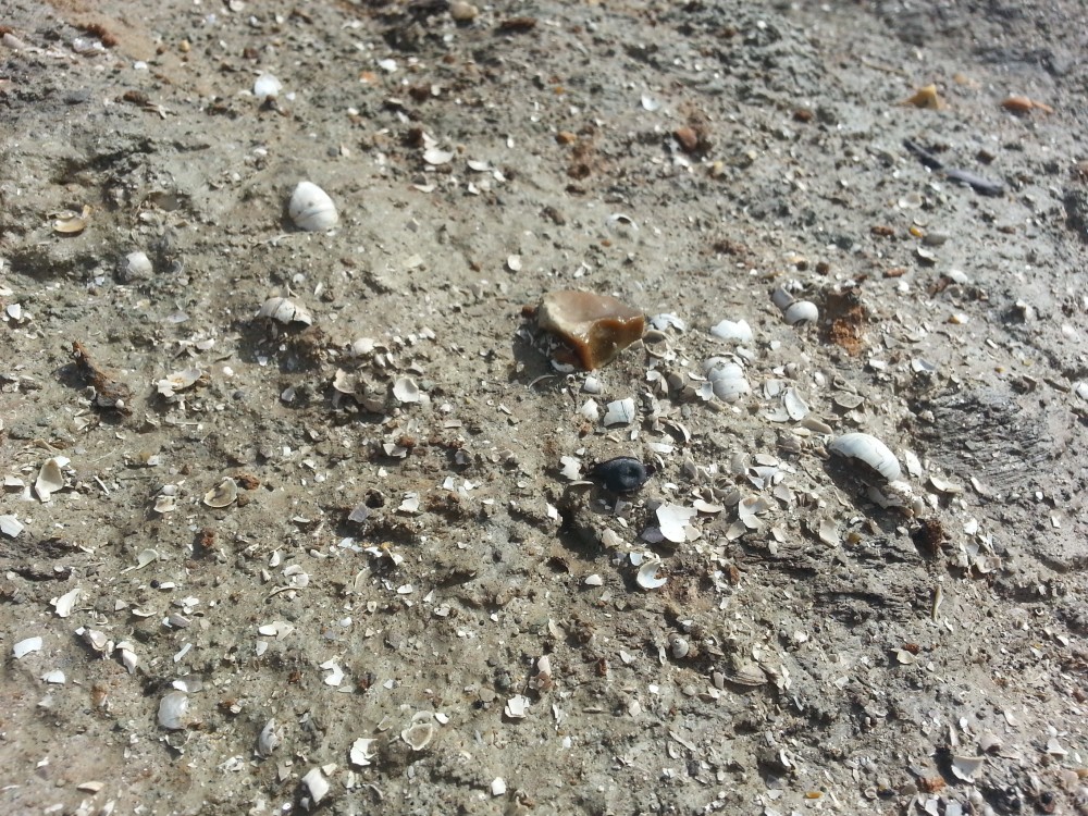 De l'argile avec de nombreux coquilles fossilisées