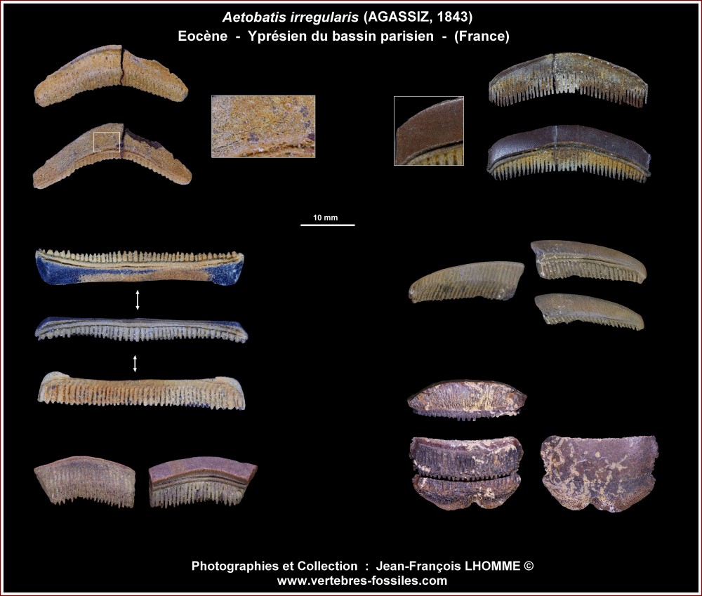 pl_aetobatis_eocene_bp2.jpg