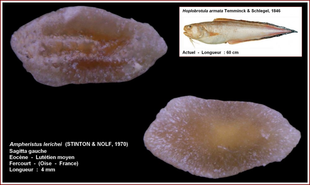 pl_hoplobrotula_lerichei_fercourt.jpg