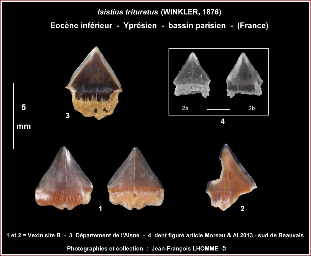 pl_isistius_eocene_bp.jpg