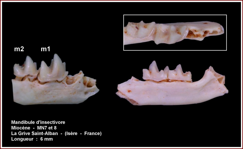 pl_mandibule_insectivoe_lgsa1.jpg