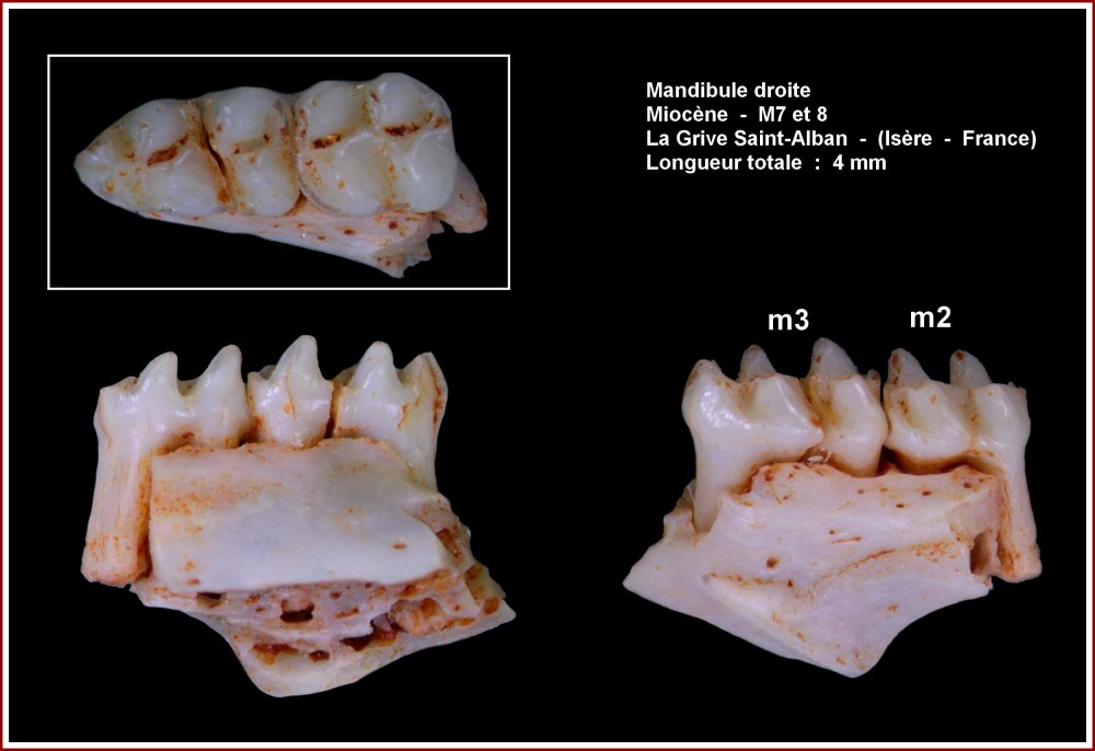 pl_mandibule_mammif_lgsa1.jpg