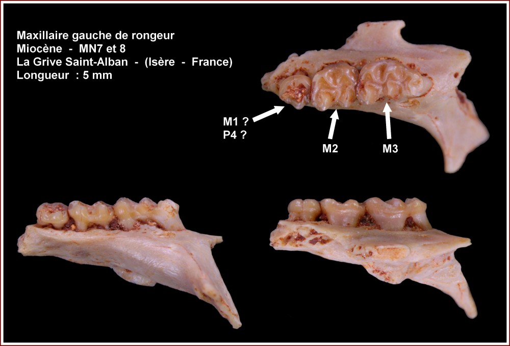 pl_maxillaire_rongeur_lgsa1.jpg