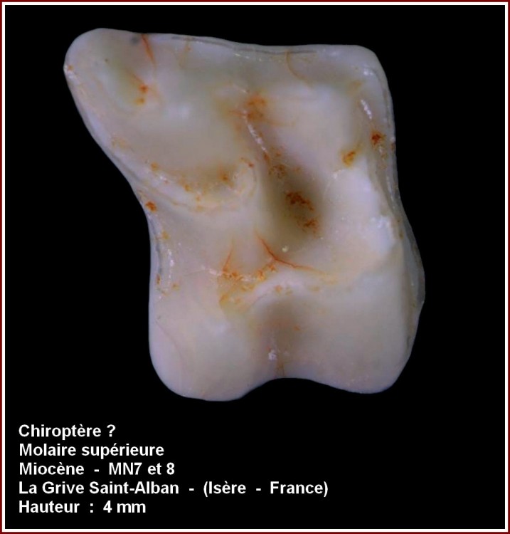 pl_molsup_chiropte_lgsa2.jpg
