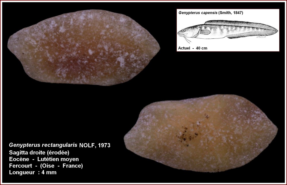 pl_neobythidarum_rectangularis_fercourt.jpg