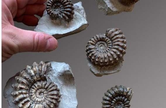 ammonite-albien-hoplites.png