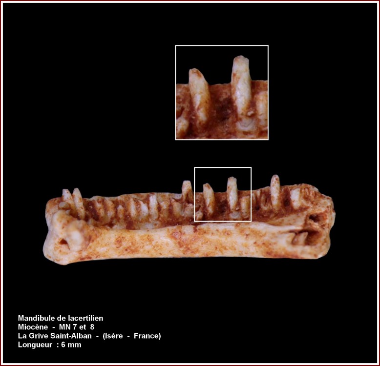 pl_mandibule_lacertilien_lgsa1.jpg