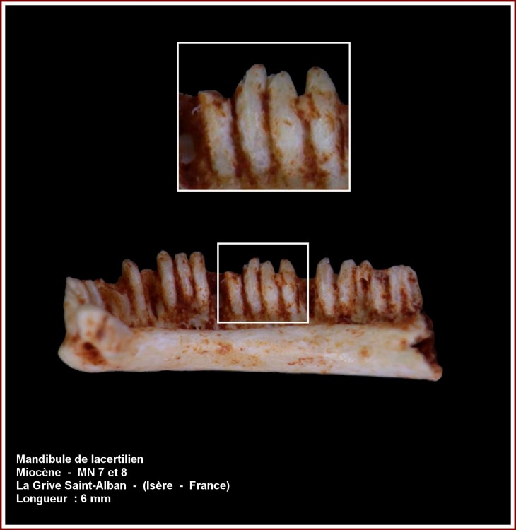 pl_mandibule_lacertilien_lgsa2.jpg