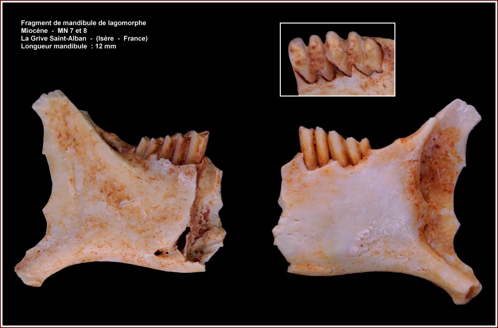 pl_mandibule_lagomorphe2.jpg