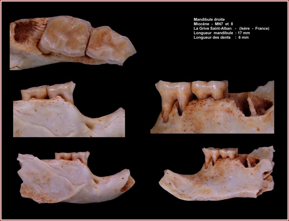 pl_mandibule_mammif_jouy3.jpg