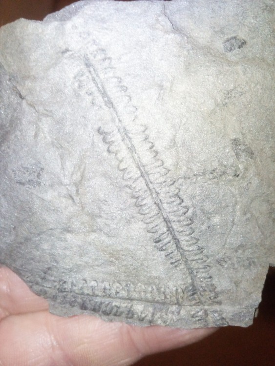 Fossile 13012019 peychagnard.jpg