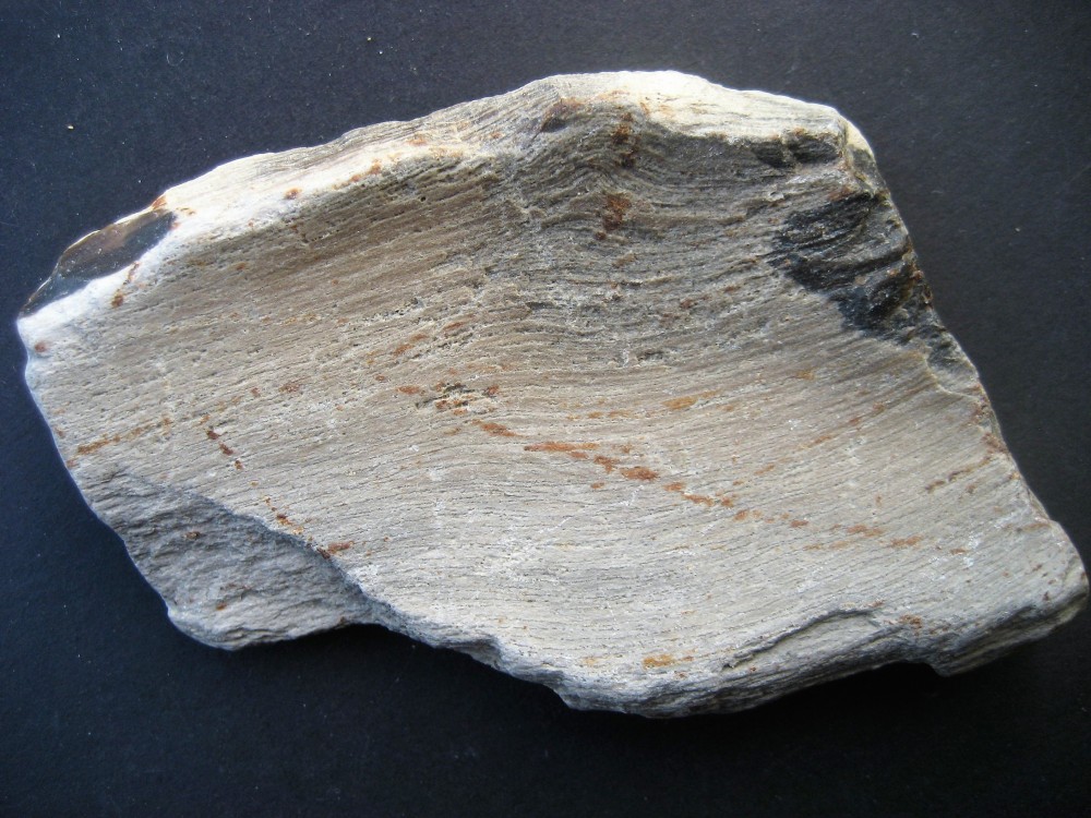 2019 bois fossile 1.JPG