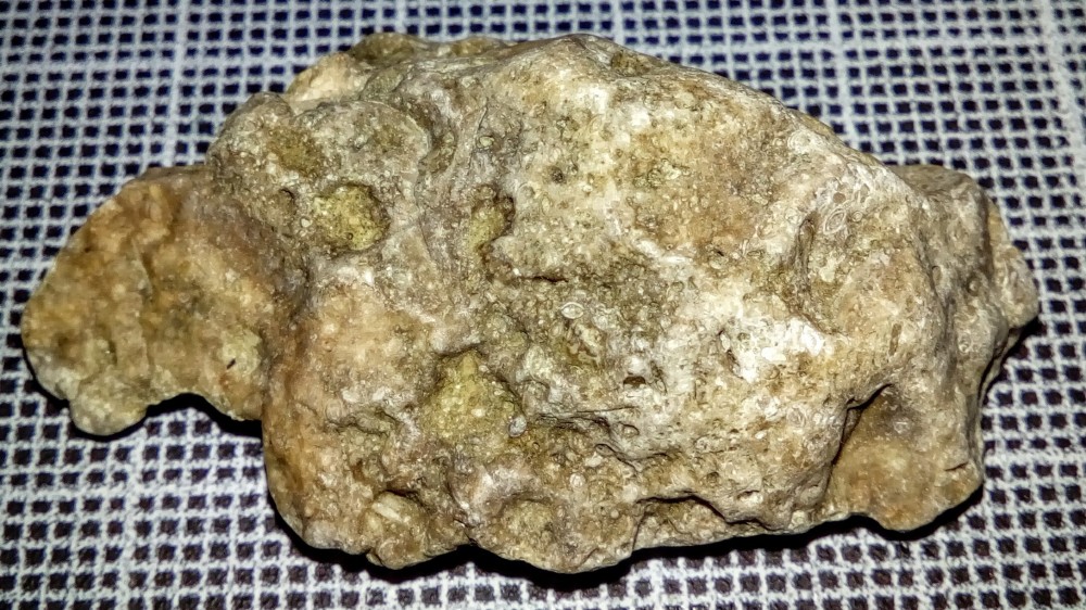fossile-1a.JPG