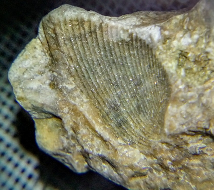 fossile-2a2.JPG